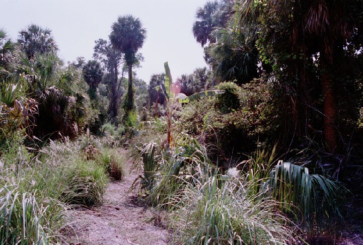 Fireball, before: The jungle set, moments before the planned explosion.