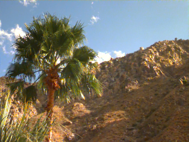 A palm tree against a rocky hillside