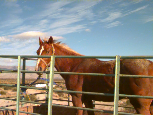 A horse looking over a metal fence